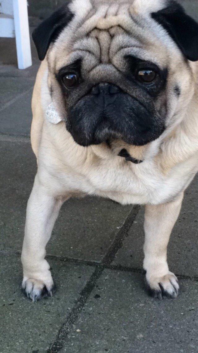 Mops Loui (Dreng) billede 31