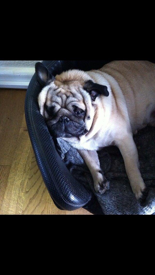 Mops Loui (Dreng) billede 35