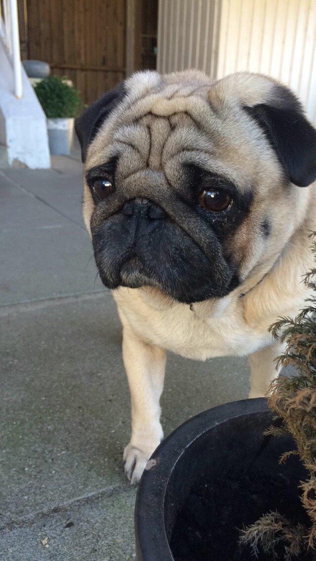 Mops Loui (Dreng) billede 34