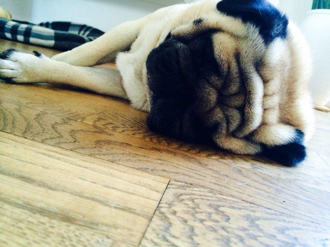 Mops Loui (Dreng) billede 37