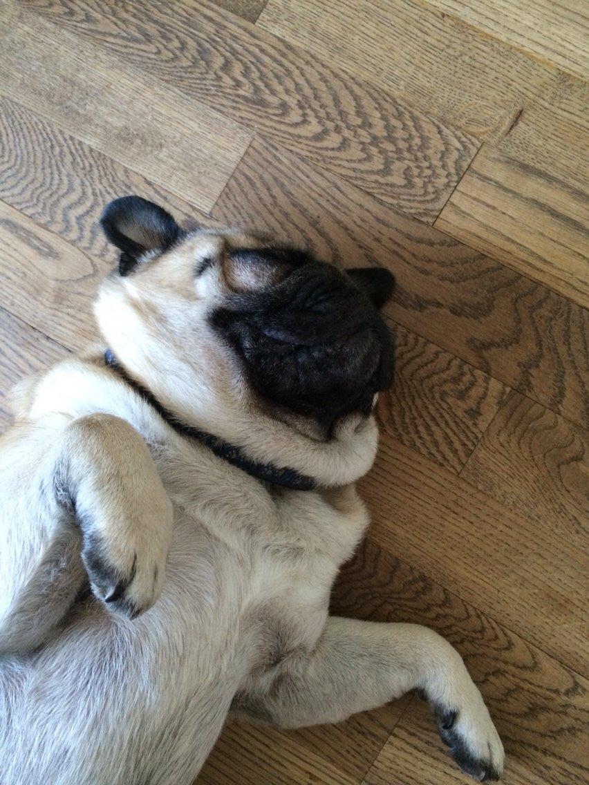 Mops Loui (Dreng) billede 36