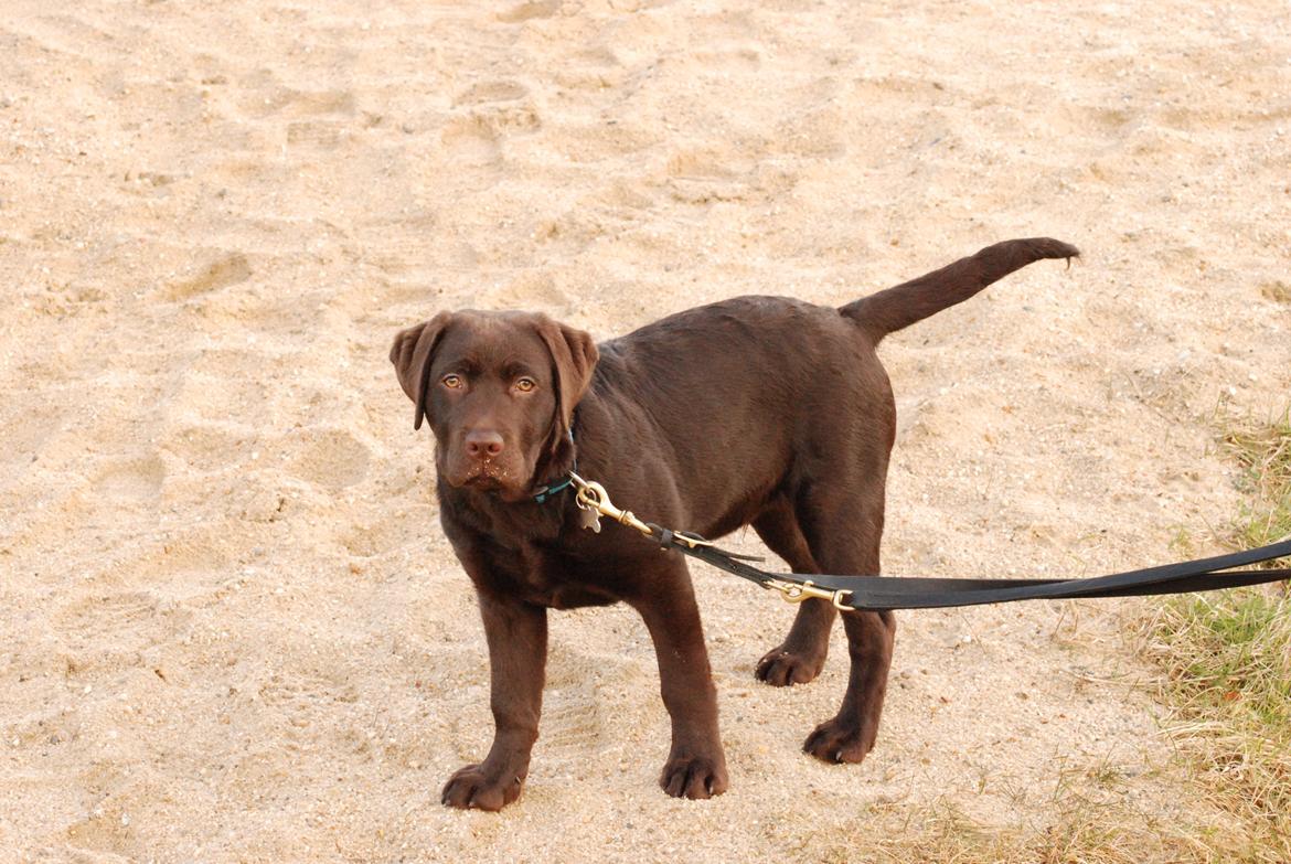 Labrador retriever Knuma Jikke Junior  - 17 Uger. billede 7