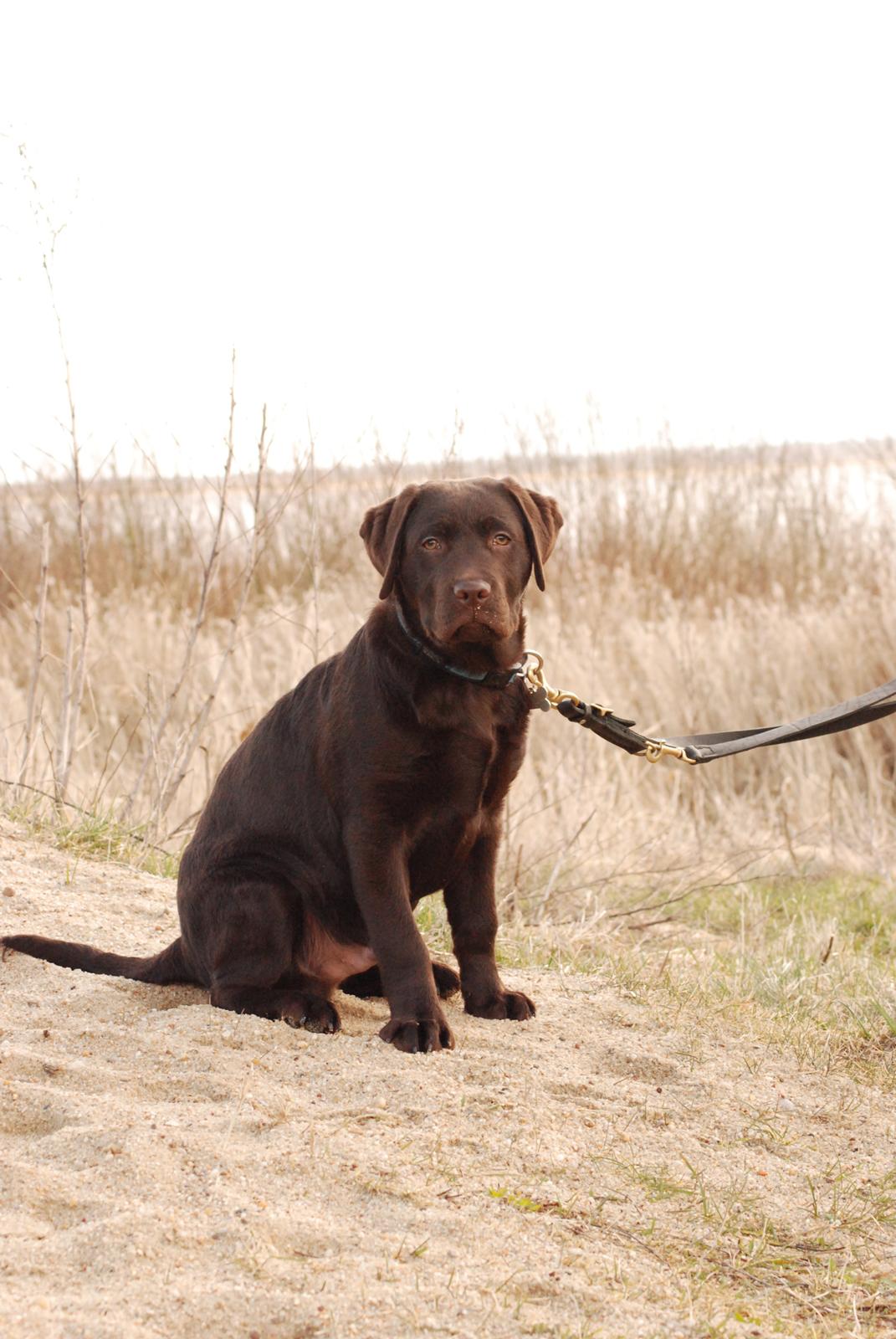 Labrador retriever Knuma Jikke Junior  - 17 Uger. billede 9