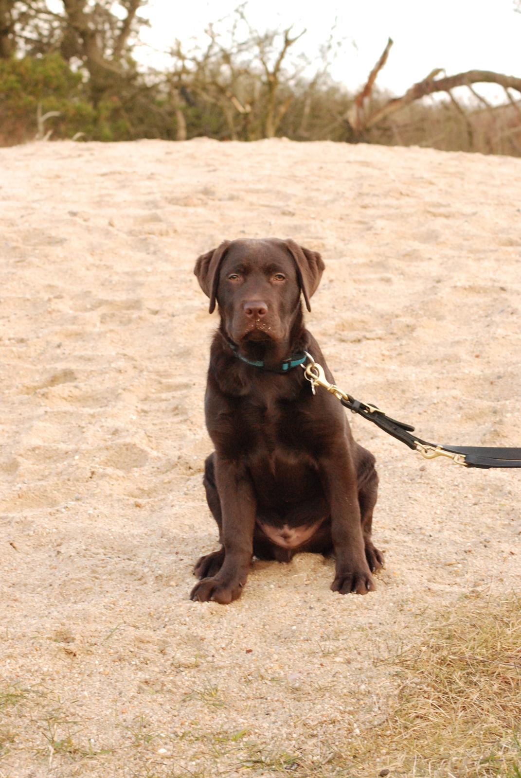 Labrador retriever Knuma Jikke Junior  - 17 Uger. billede 8