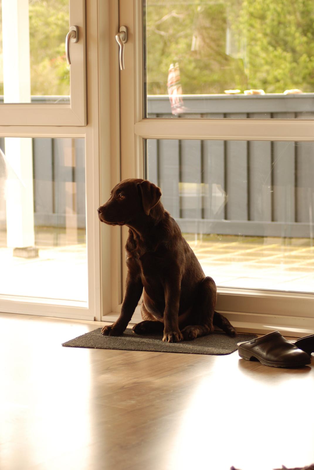 Labrador retriever Knuma Jikke Junior  - 17 Uger. billede 10