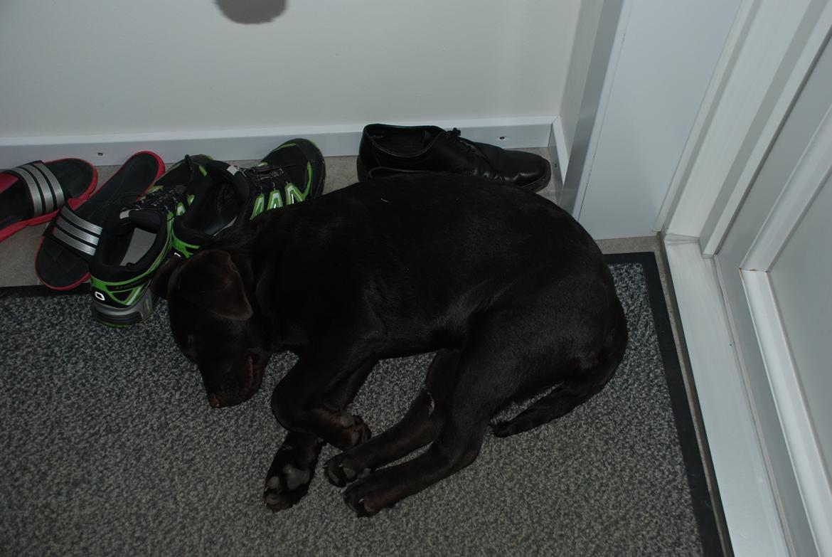 Labrador retriever Knuma Jikke Junior  - 17 Uger. Det er hårdt at holde ferie. billede 11