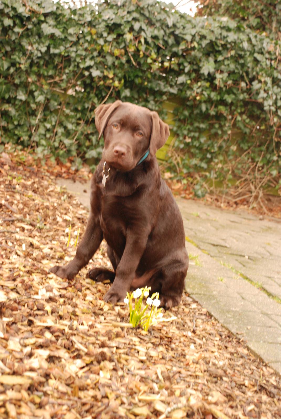 Labrador retriever Knuma Jikke Junior  - 17 Uger. billede 1