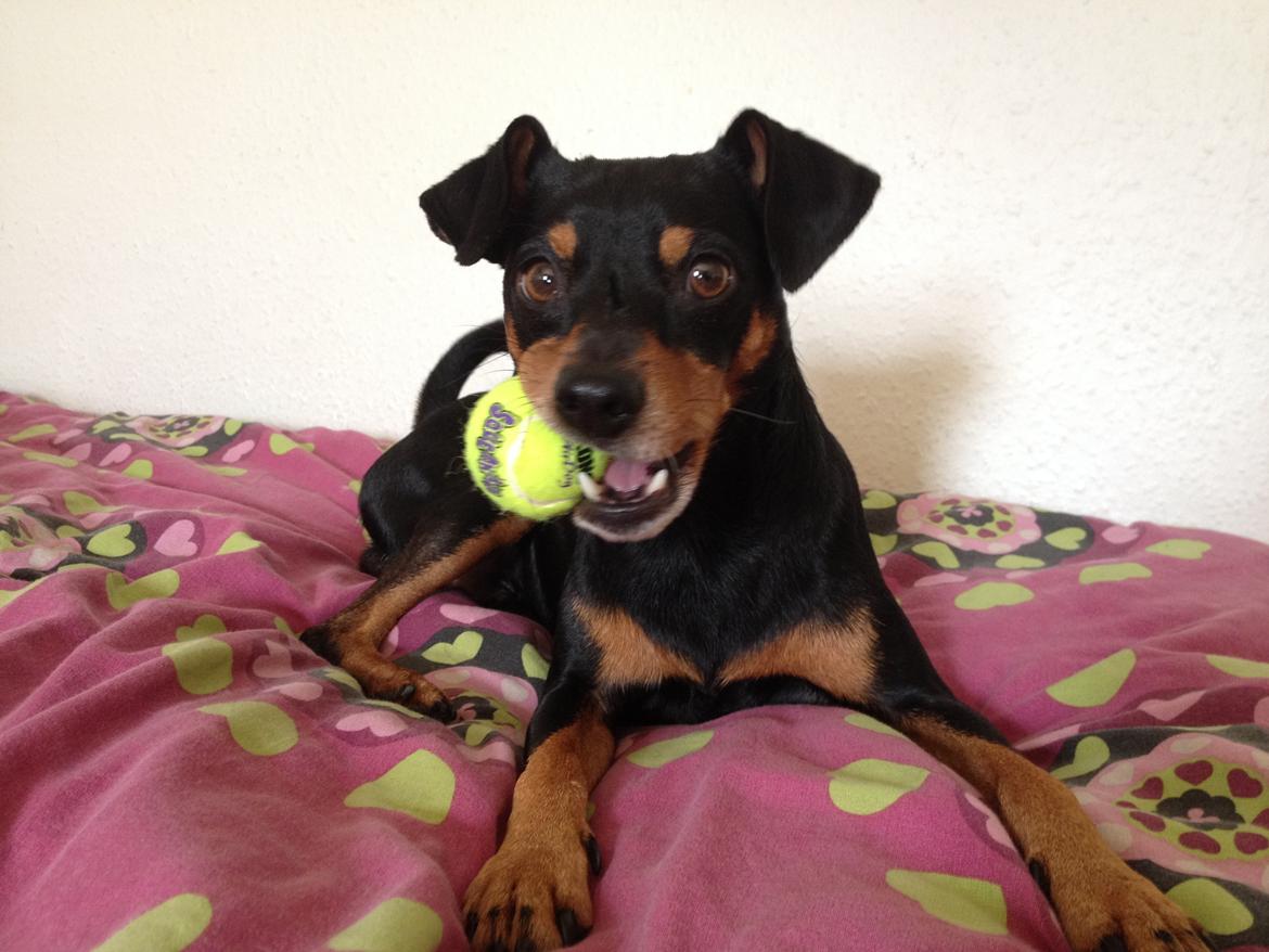 Dvaergpinscher Chaing`ez billede 6
