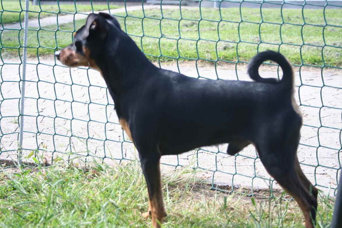 Dvaergpinscher Chaing`ez billede 7