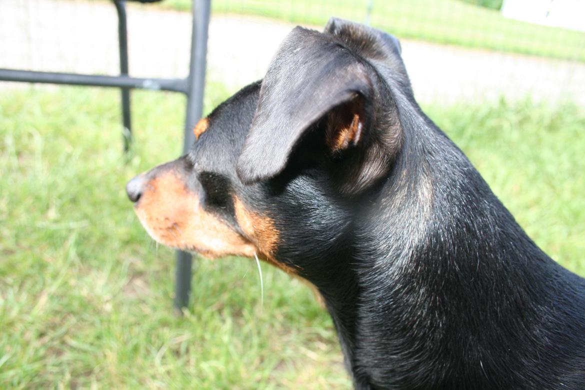 Dvaergpinscher Chaing`ez billede 8