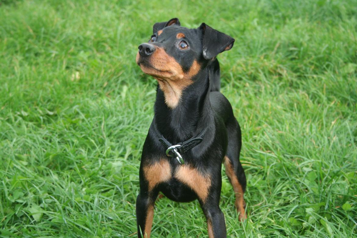 Dvaergpinscher Chaing`ez billede 9