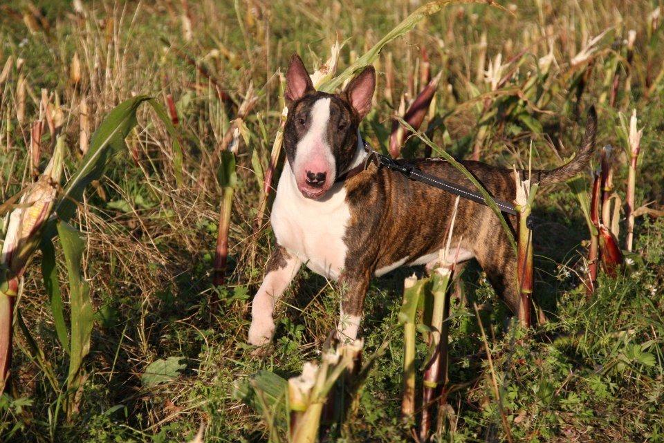 Bullterrier Sparta  billede 6