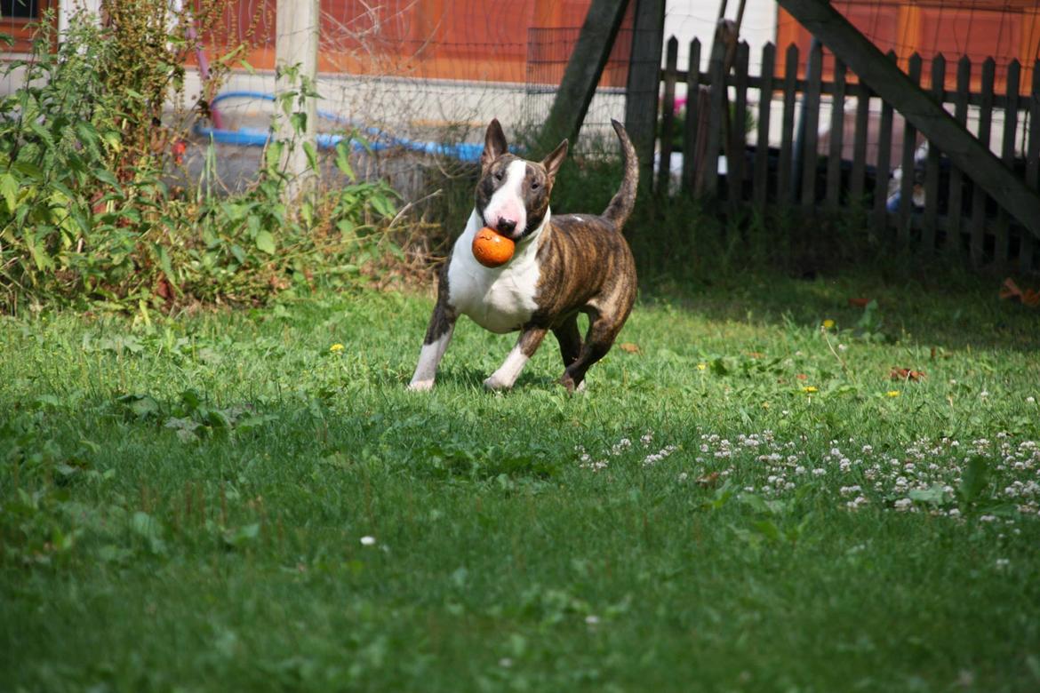 Bullterrier Sparta  billede 5
