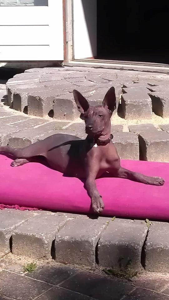 Xoloitzcuintle Tamal billede 1