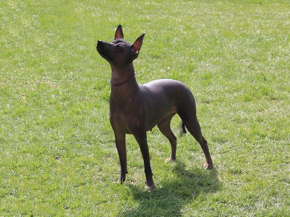 Xoloitzcuintle Tamal billede 2