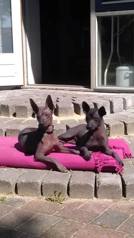 Xoloitzcuintle Tamal billede 3