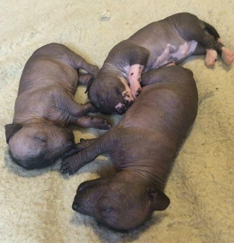 Xoloitzcuintle Tamal billede 4