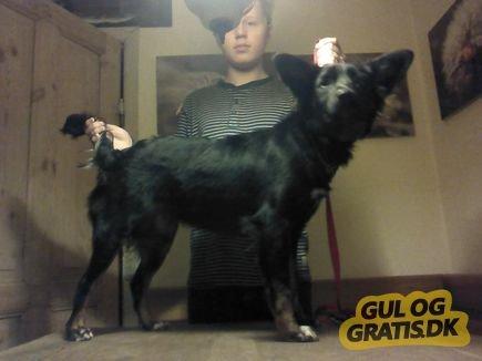 Xoloitzcuintle Tamal billede 5