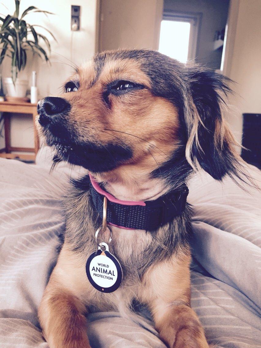 Blanding af racer Luna billede 46