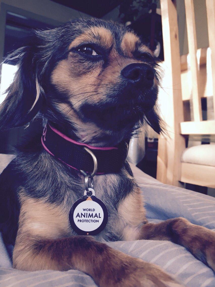 Blanding af racer Luna billede 47