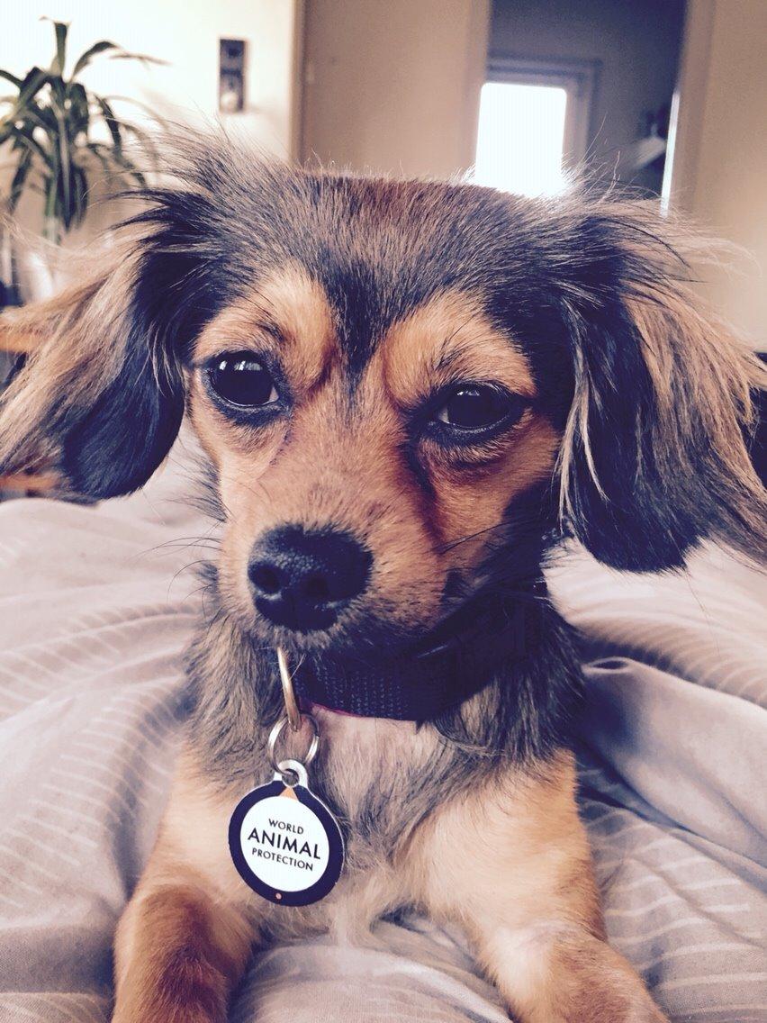 Blanding af racer Luna billede 48