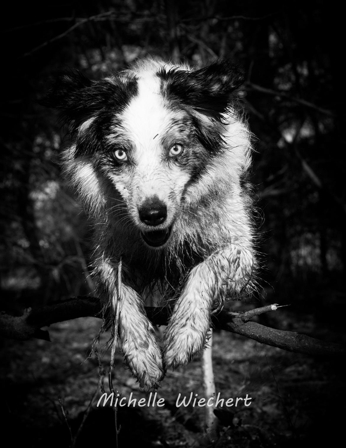 Australian shepherd Gaia billede 1