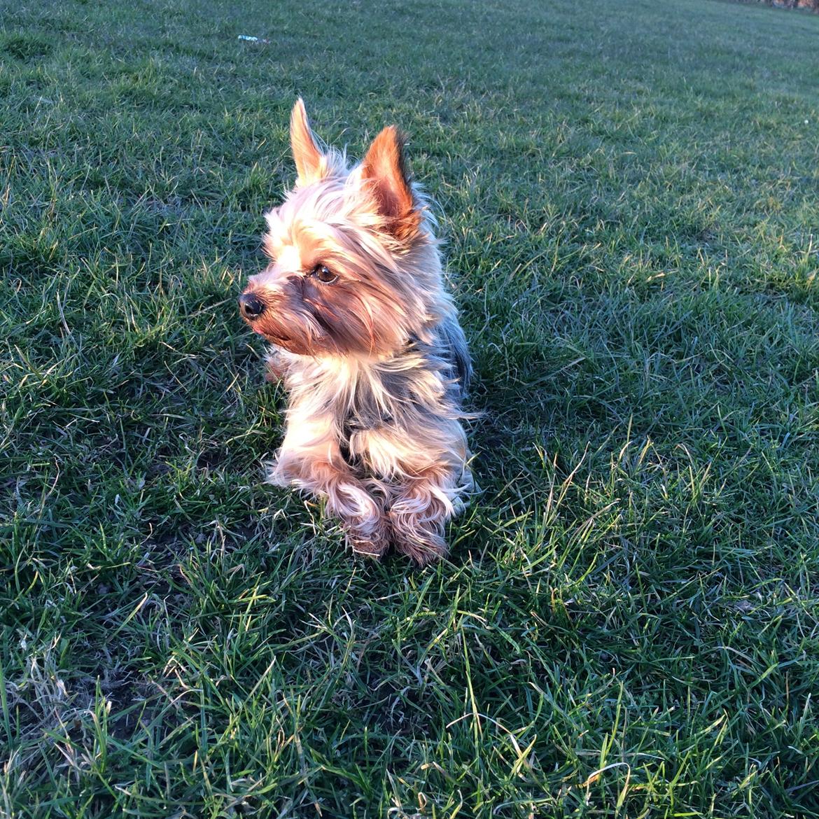 Yorkshire terrier Ludvig billede 38