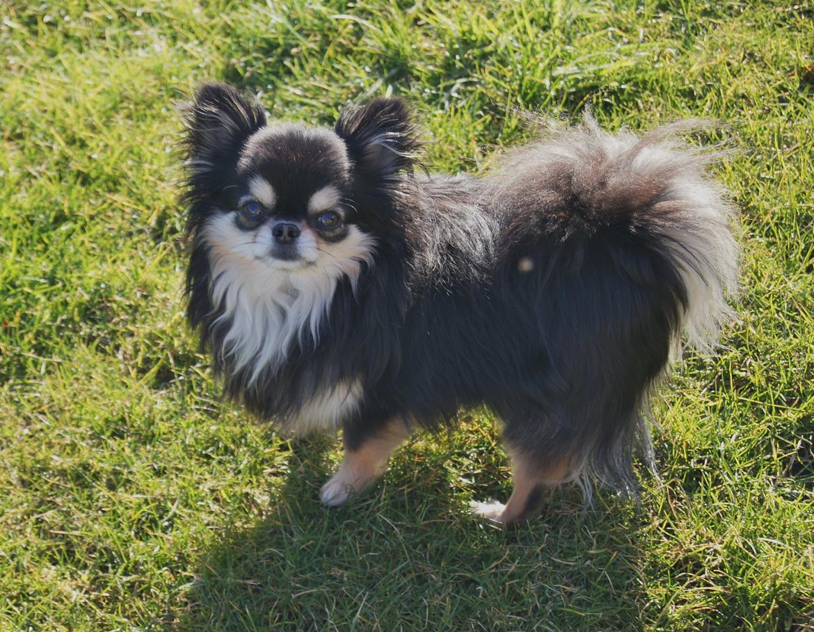 Chihuahua Fonzi billede 6