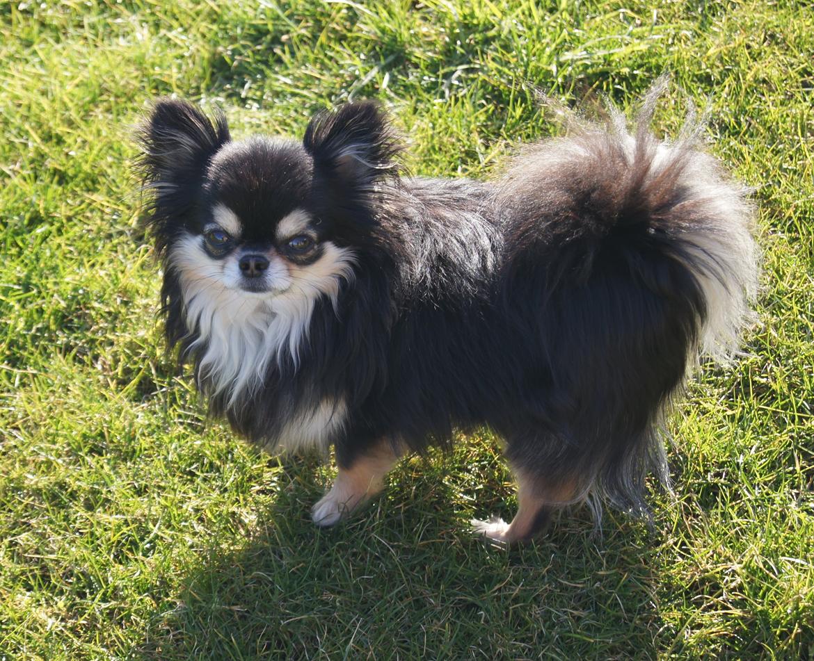 Chihuahua Fonzi billede 7