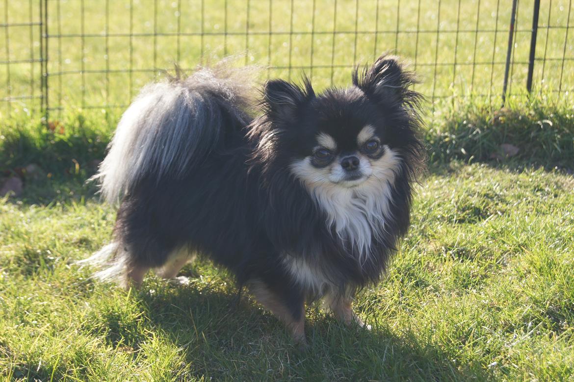 Chihuahua Fonzi billede 8