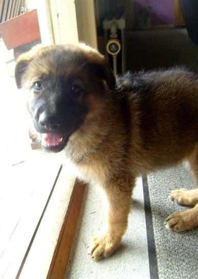 Schæferhund Smiley [Himmelhund] billede 20