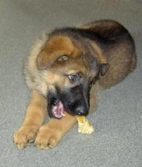 Schæferhund Smiley [Himmelhund] billede 16