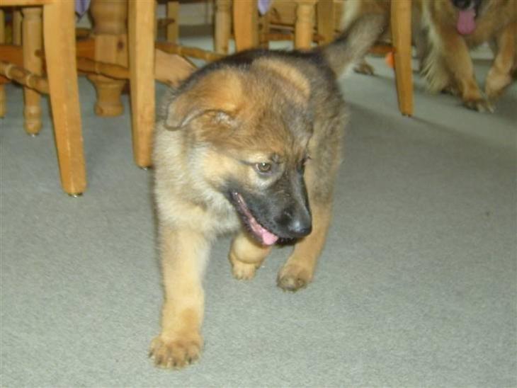 Schæferhund Smiley [Himmelhund] billede 19