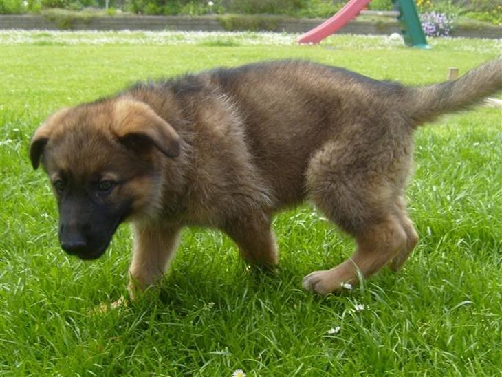 Schæferhund Smiley [Himmelhund] billede 18