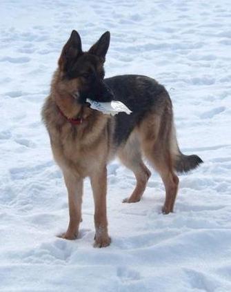 Schæferhund Smiley [Himmelhund] billede 9