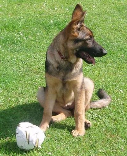 Schæferhund Smiley [Himmelhund] billede 10