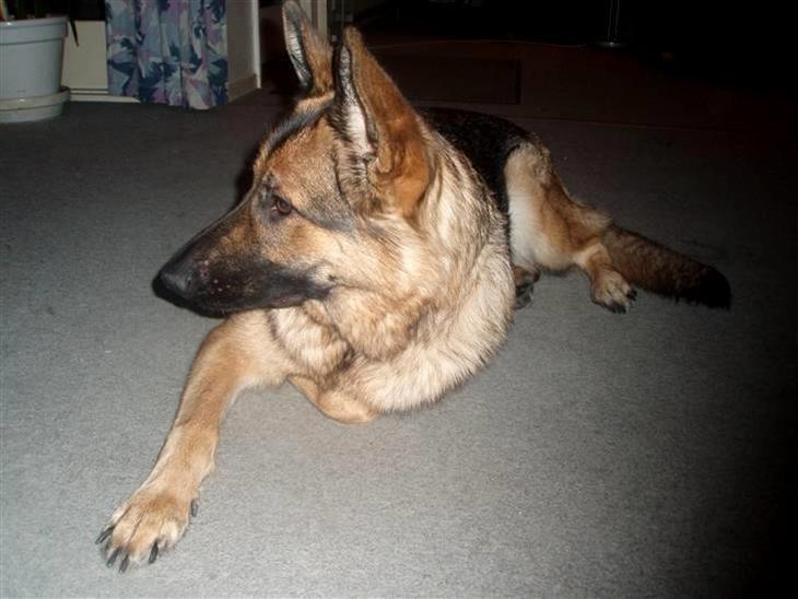 Schæferhund Smiley [Himmelhund] billede 4