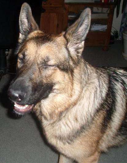 Schæferhund Smiley [Himmelhund] billede 5