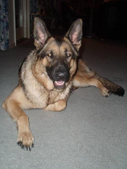Schæferhund Smiley [Himmelhund] billede 6