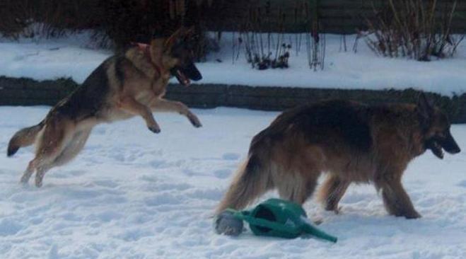 Schæferhund Smiley [Himmelhund] - Tyson, you are not prepared! billede 8