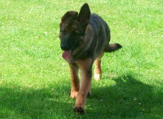 Schæferhund Smiley [Himmelhund] billede 11