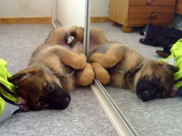 Schæferhund Smiley [Himmelhund] billede 15