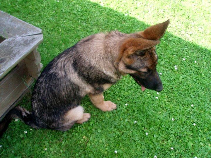 Schæferhund Smiley [Himmelhund] billede 12