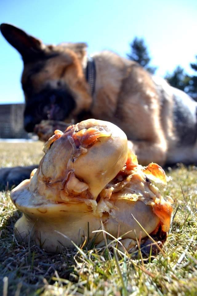 Schæferhund Smiley [Himmelhund] billede 2