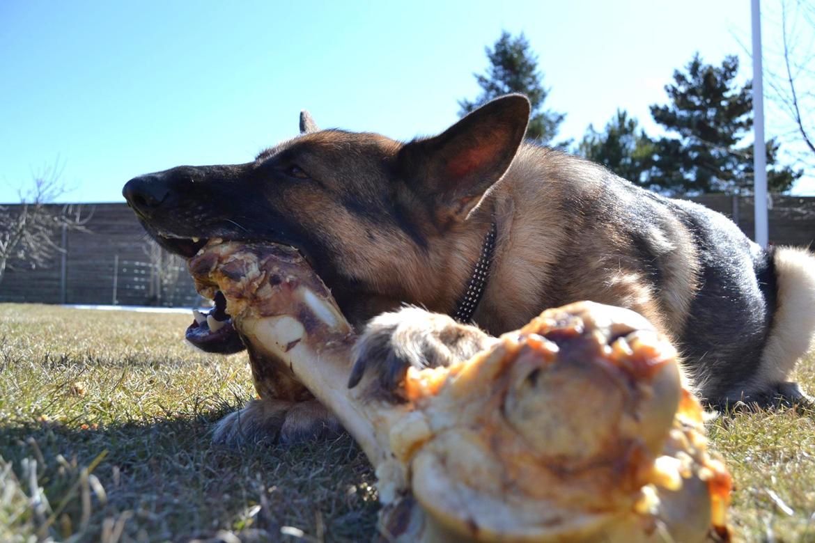 Schæferhund Smiley [Himmelhund] billede 1
