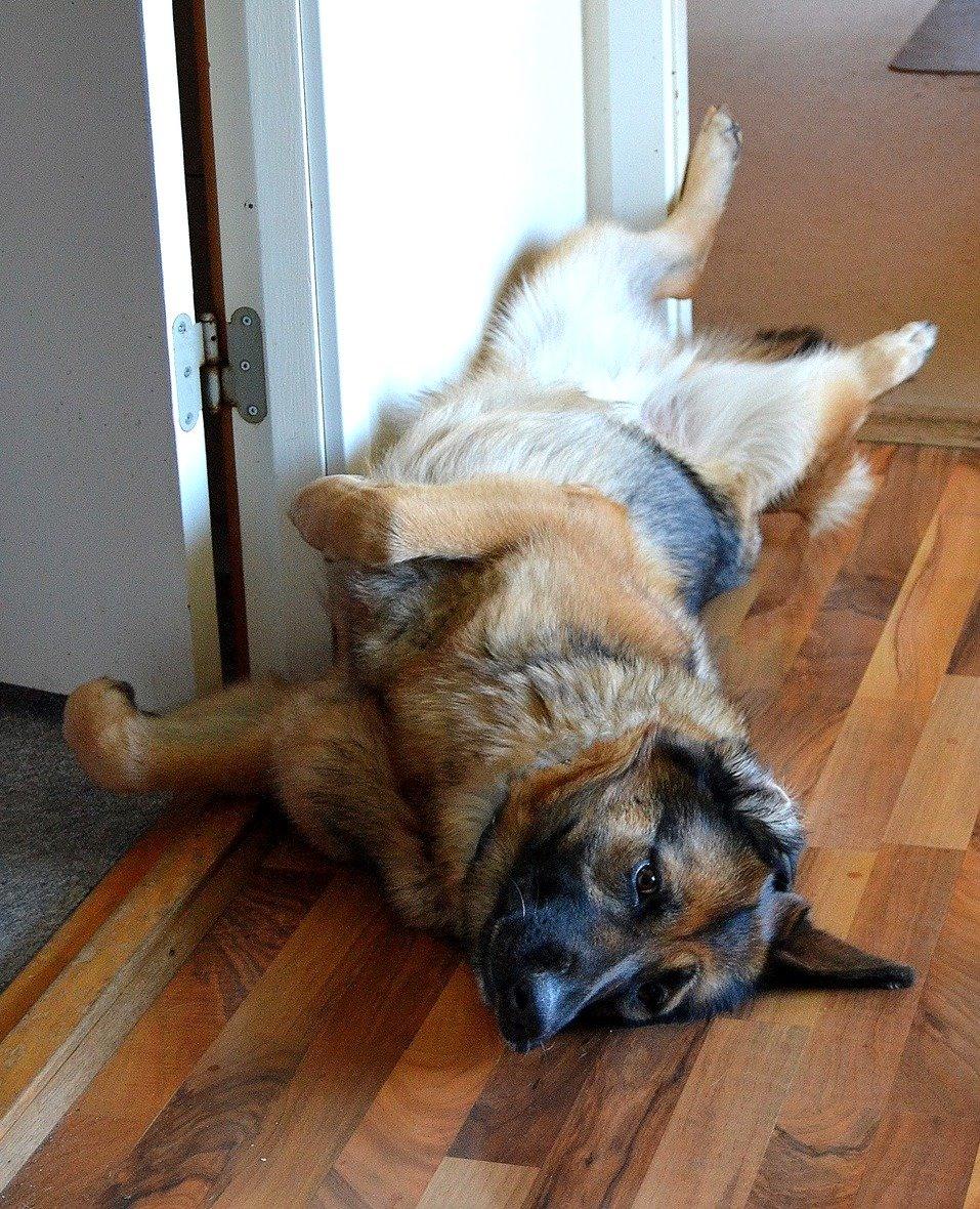 Schæferhund Smiley [Himmelhund] billede 3