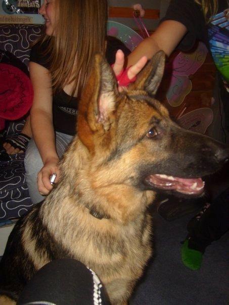 Schæferhund Smiley [Himmelhund] billede 7