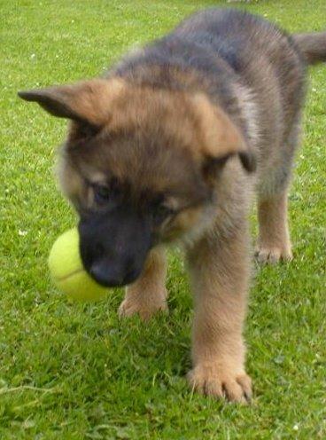 Schæferhund Smiley [Himmelhund] billede 13