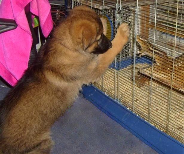 Schæferhund Smiley [Himmelhund] billede 14