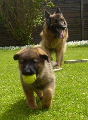 Schæferhund Smiley [Himmelhund] billede 17